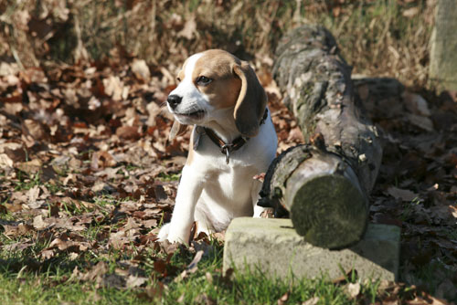 Holz zieht Beaglewelpen an
